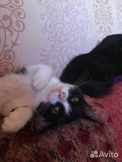 Отдаю в добрые руки