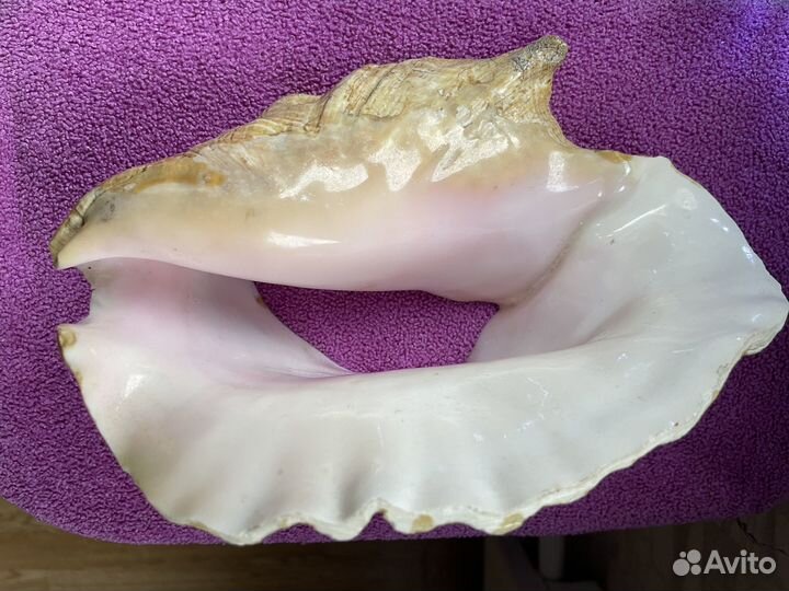 Морские ракушки раковины