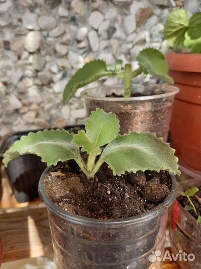 Плектрантус