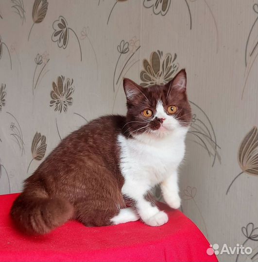 Котенок девочка шоколадная