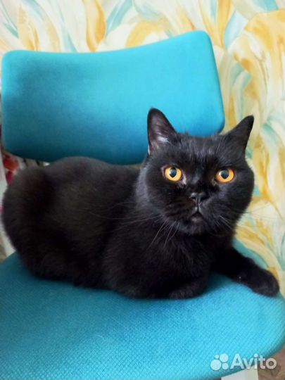 Британский Котик в добрые руки