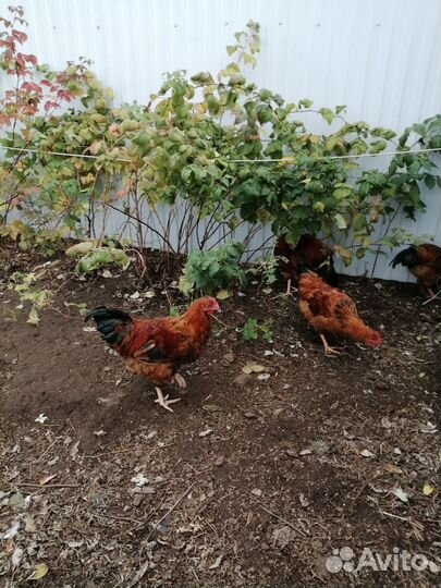 Петушки 5 месяцев. Кучинской породы