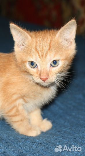 Рыжий кот