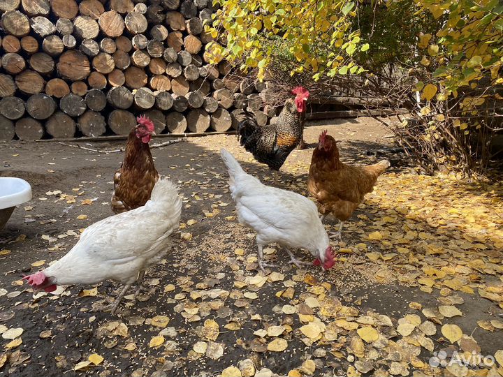 Куры несушки