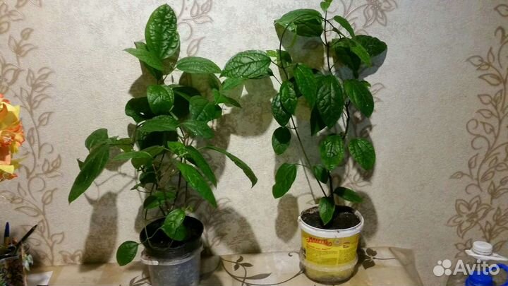 Клеродендрум госпожи Томпсона Мята домашняя