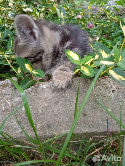 Котёнок-мальчик