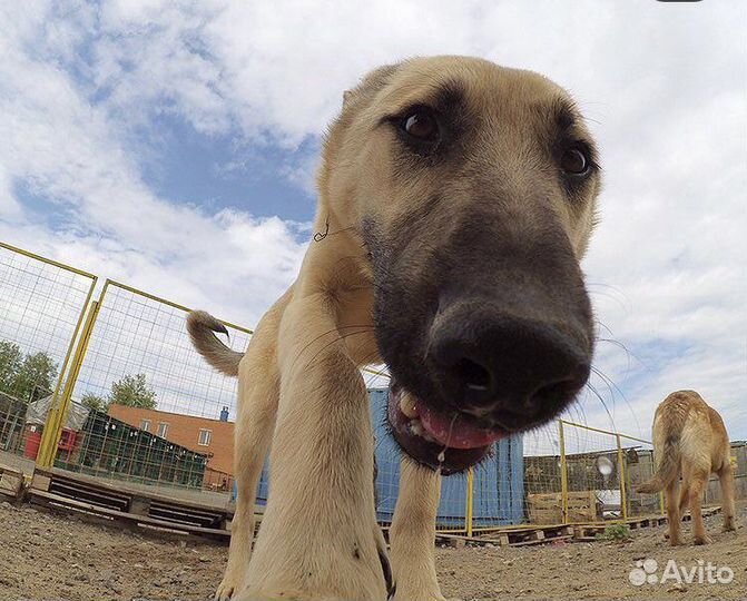 Амур ищет дом