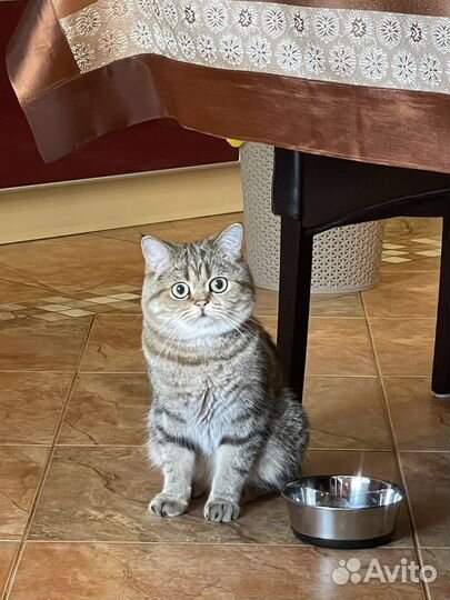 Британский кот для вязки