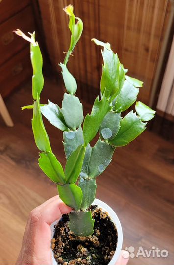 Зигокактус два цвета (шлюмбергера, декабрист)