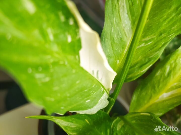 Спатифиллум Джемини (лат. Spathiphyllum Gemini)