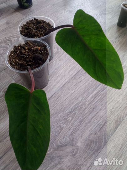 Цветы разные