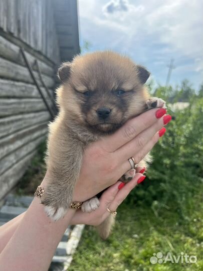 Карело финская лайка