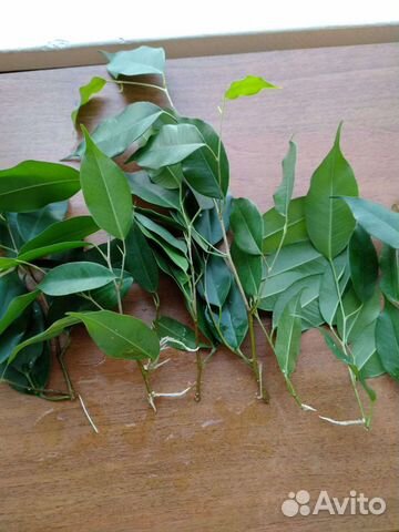 Фикус бенджамина (отростки с корнями)