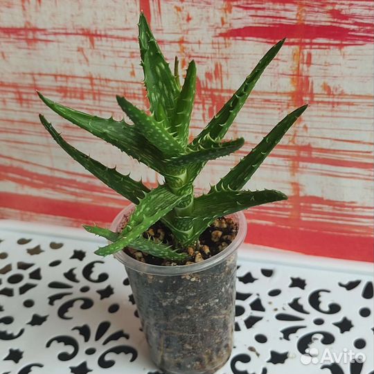 Суккуленты