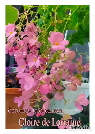 Бегонии вечноцветущие. Цены в описании под фото