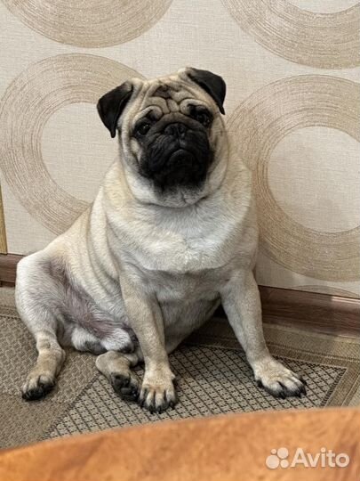Мопс вязка мальчик