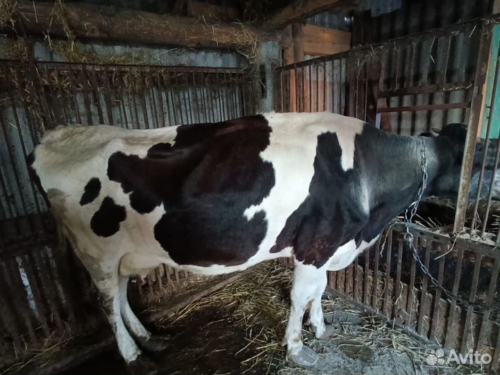 2 Коровы, не стельные