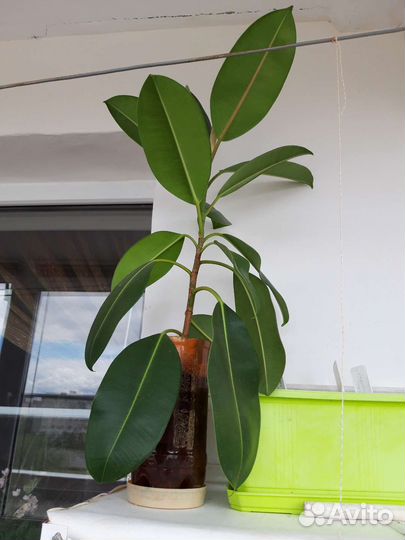 Фикус каучуконосный