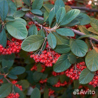 Кизильник, декоративный кустарник, разные виды