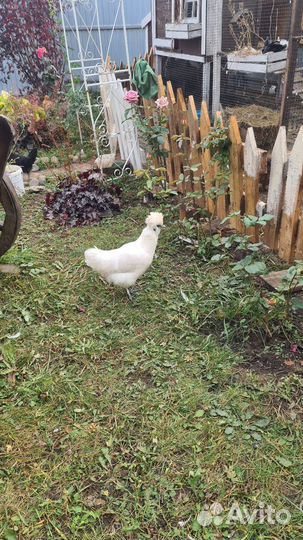 Петухи и куры породистые