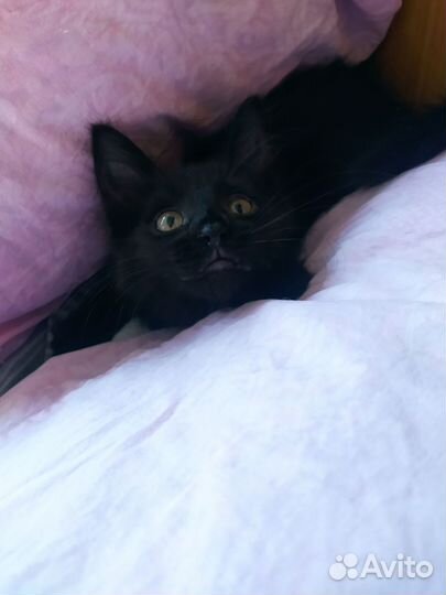 Кошки бесплатно