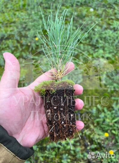 Предзаказ Горная сосна Мугус зкс сеянцы