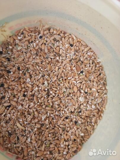 Зерно и пшеница озимая,и ячмень на корма животным