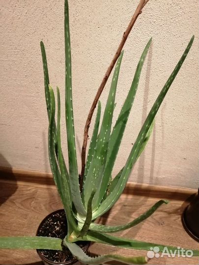 Алоэ вера 1-2 года
