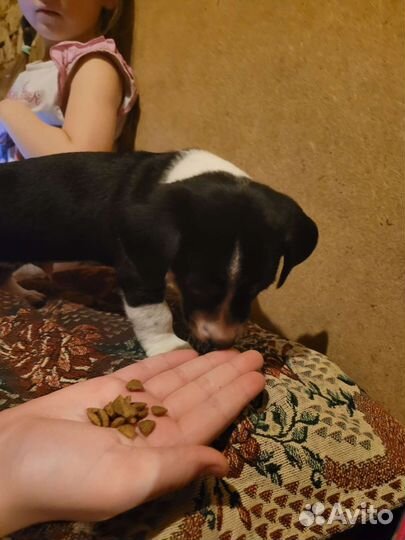 Собака помесь такса в добрые руки