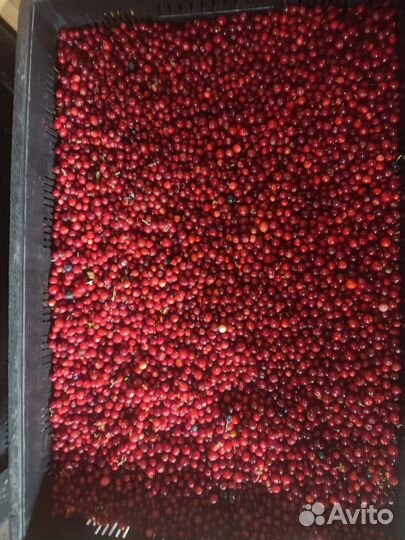 Брусника свежая веяная северная ягода