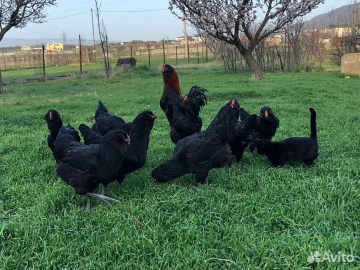 Гергебильские куры