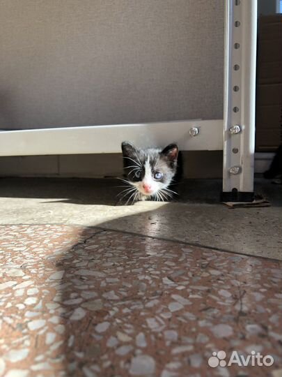 Котята в масках в очень добрые руки