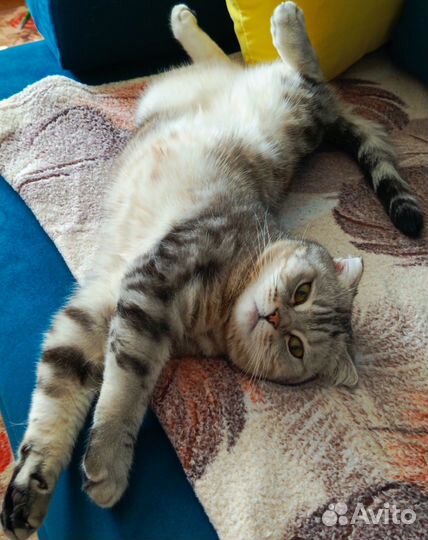 Отдам кошечку в добрые руки