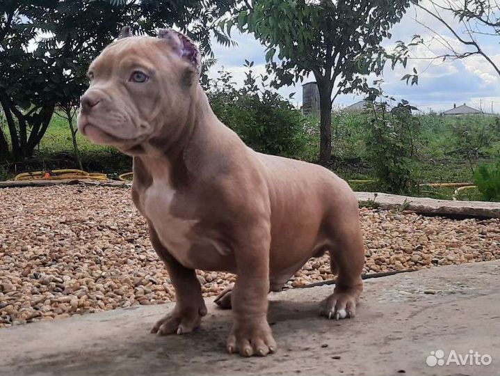 Американский булли щенки лил.мерль