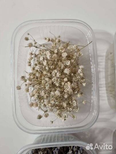 Сухоцветы для творчества