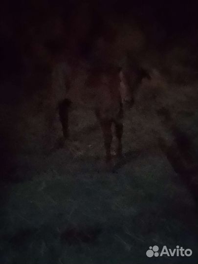 Бычки Телята