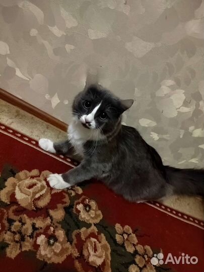 Кошка