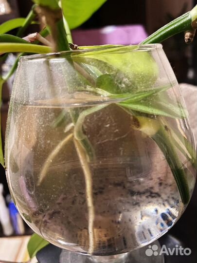 Отростки растений