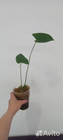 Антуриумы (низ растения)