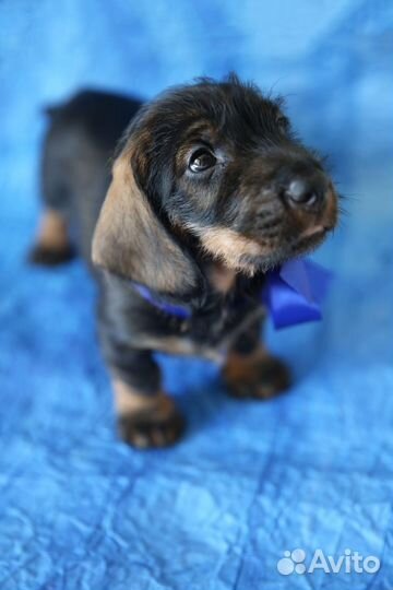 Щенки стандартной жесткошерстной таксы