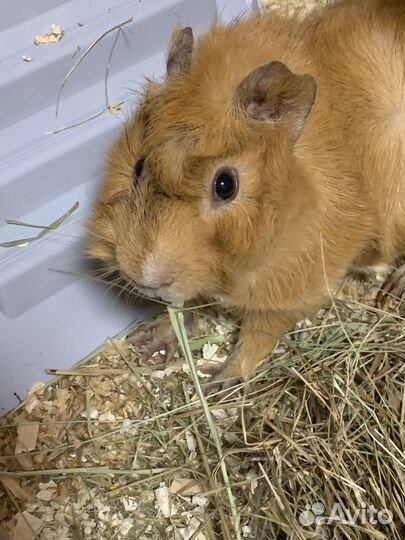 Морская свинка