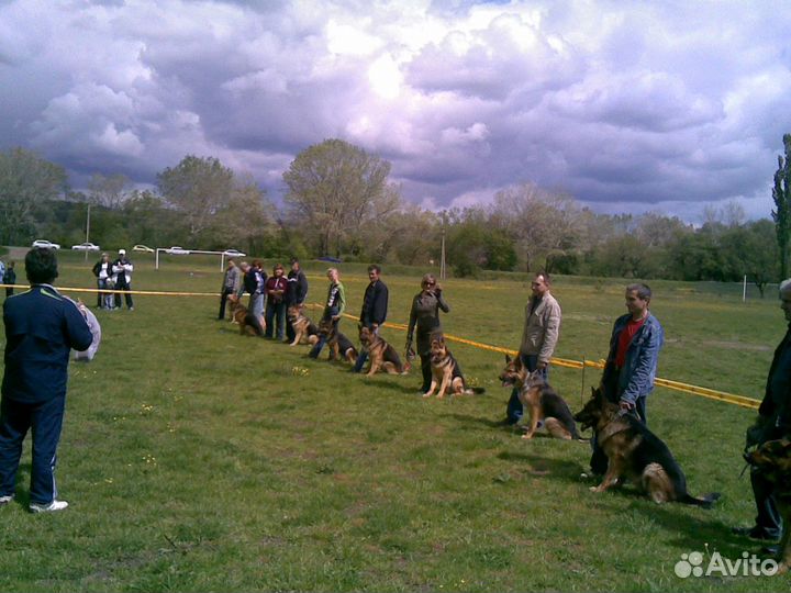 Дрессировка собак кинолог передержка