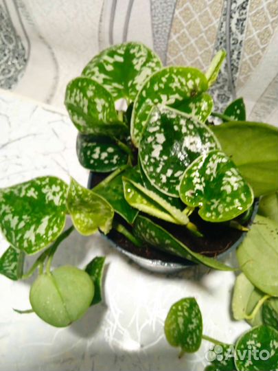 Комнатные цветы