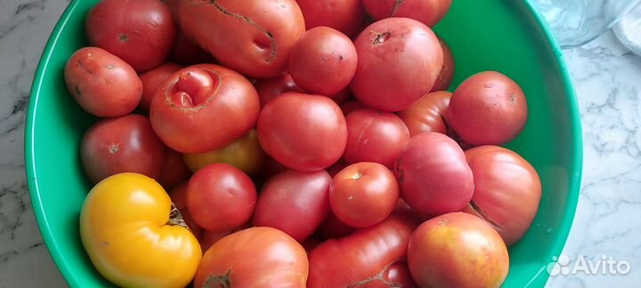 Помидоры