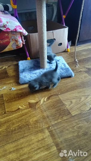 Отдам бесплатно