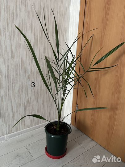 Финиковая пальма