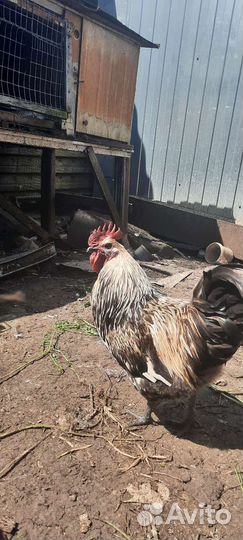 Петухи и индоутки