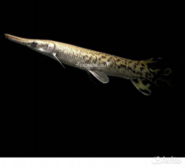 Щука панцирная