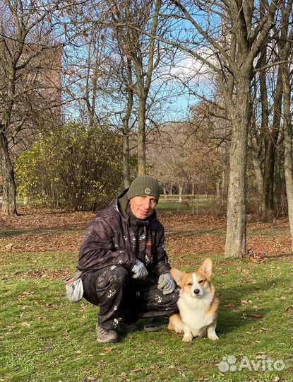 Обучение Вельш корги пемброк