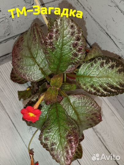 Набор эписций